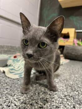 MOUSE -  Domestic Short Hair Cat for Adoption - MOUSE | PetCurious