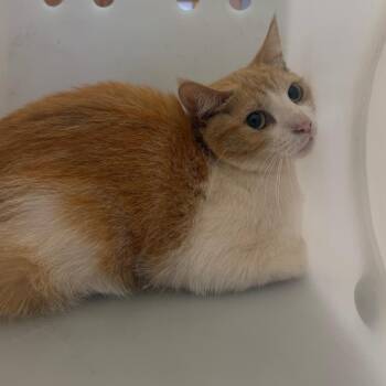 Raji -  Domestic Short Hair Cat for Adoption in Birmingham, Alabama - Raji | PetCurious