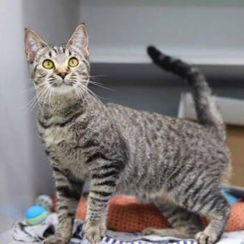 Domestic Short Hair Cats Available for Adoption in Atlanta, Georgia - Sangria | PetCurious