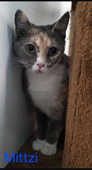 Domestic Short Hair Cats Available for Adoption - Mittzi Special Needs No Hip Bones | PetCurious