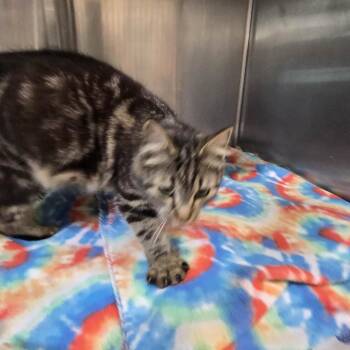 Domestic Short Hair Cats Available for Adoption in Newport, Tennessee - Bertha | PetCurious