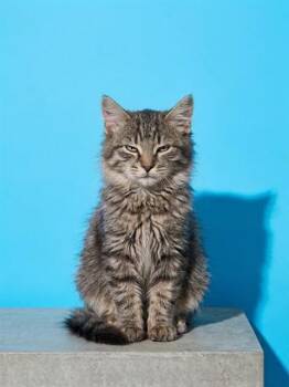 ALUCARD -  Domestic Long Hair Cat for Adoption in Jacksonville, Florida - ALUCARD | PetCurious