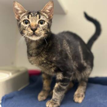 Rescue Domestic Short Hair Cats for Adoption in Texas City, Texas - DIRT | PetCurious