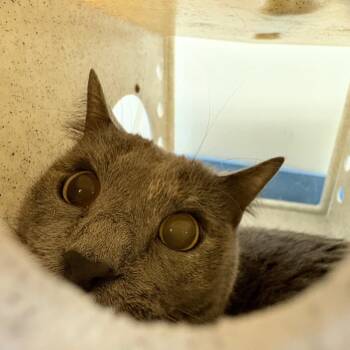 Grace -  Domestic Short Hair Cat for Adoption in Philadelphia, Pennsylvania - Grace | PetCurious