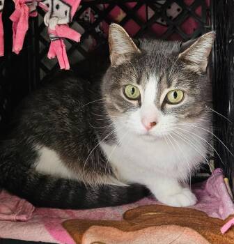 Domestic Short Hair Cats Available for Adoption - Bella | PetCurious