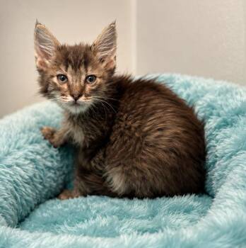 Bean -  Domestic Long Hair and Tabby Cat for Adoption in Lathrop, California - Bean | PetCurious