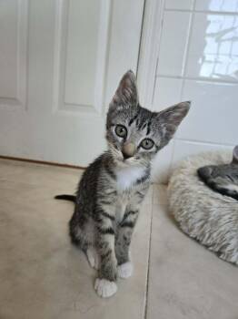 ROMY -  Domestic Short Hair Cat for Adoption in Holbrook, New York - ROMY | PetCurious