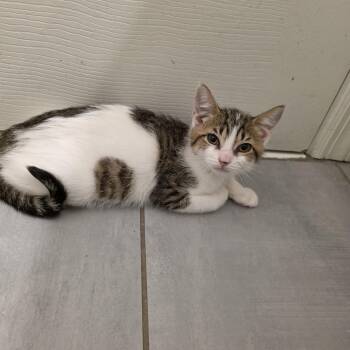 Cherish -  Domestic Short Hair Cat for Adoption in Mastic, New York - Cherish | PetCurious