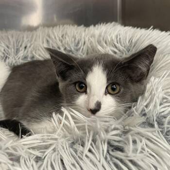 Andie -  Domestic Short Hair Cat for Adoption in New York, New York - Andie | PetCurious
