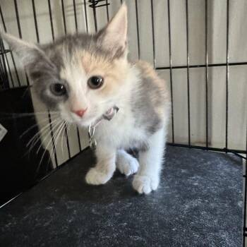 Peach - Chino Hills Location -  Domestic Short Hair Cat for Adoption in Chino Hills, California - Peach - Chino Hills Location | PetCurious