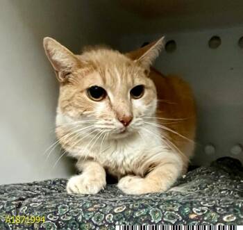 ANGEL -  Domestic Short Hair Cat for Adoption in West Palm Beach, Florida - ANGEL | PetCurious
