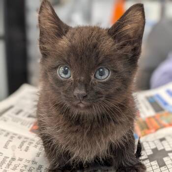 Hickory -  Domestic Short Hair Cat for Adoption in Houston, Texas - Hickory | PetCurious