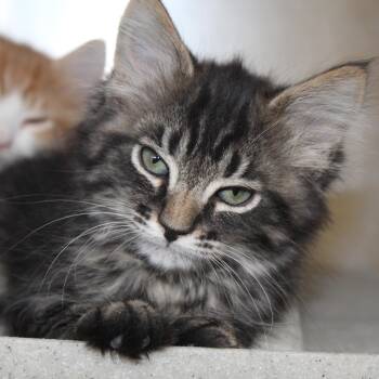 Pheonix -  Domestic Short Hair Cat for Adoption in Yucca Valley, California - Pheonix | PetCurious