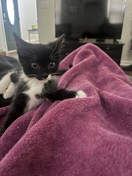 Mitski -  Domestic Short Hair Cat for Adoption in Cary, North Carolina - Mitski | PetCurious