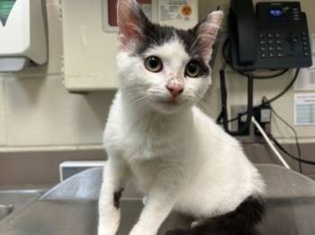 Rescue Domestic Short Hair Cats for Adoption in Gray, Louisiana - Snickerdoodle | PetCurious