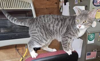 Rescue Tabby Cats for Adoption in Porum, Oklahoma - Lakita Aka "Kita" | PetCurious