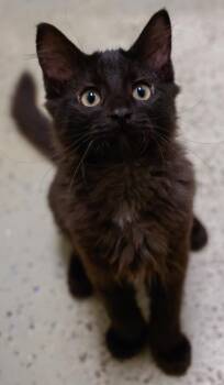 Sawyer -  Domestic Long Hair and Domestic Short Hair Cat for Adoption in Baraboo, Wisconsin - Sawyer | PetCurious