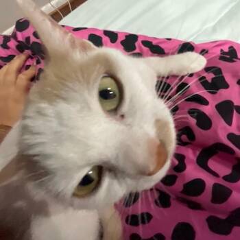Witchy Poo Hyattsville -  Domestic Short Hair Cat for Adoption in Merrifield, Virginia - Witchy Poo Hyattsville | PetCurious