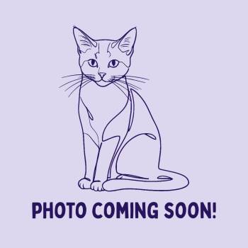 Domestic Long Hair Cats Available for Adoption in Bellingham, Washington - Alice | PetCurious