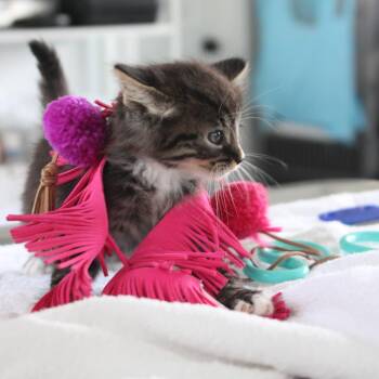 Clematis -  Domestic Medium Hair Cat for Adoption in Chapel Hill, North Carolina - Clematis | PetCurious