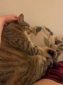Ozzy: Courtesy Post -  Domestic Short Hair Cat for Adoption in New York, New York - Ozzy: Courtesy Post | PetCurious