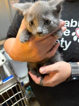 jolie -  Domestic Short Hair Cat for Adoption in Virginia, Minnesota - Jolie | PetCurious