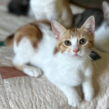 Millie -  Domestic Short Hair Cat for Adoption in Nacogdoches, Texas - Millie | PetCurious