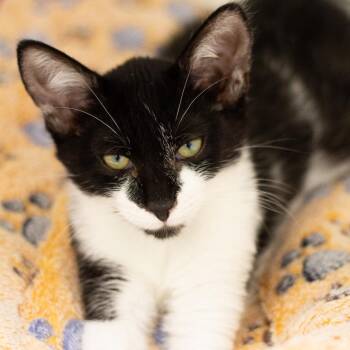 Benji -  Domestic Short Hair Cat for Adoption in Cumming, Georgia - Benji | PetCurious