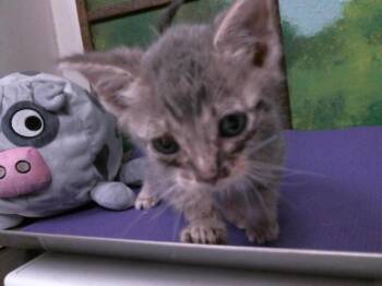Domestic Short Hair Cats Available for Adoption in Houston, Texas - GABE | PetCurious