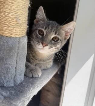 Rescue Domestic Short Hair Cats for Adoption in Red Hook, New York - Chowder | PetCurious
