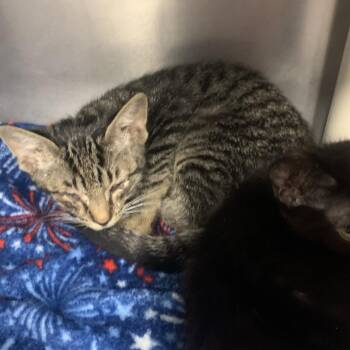 Blueberry -  Domestic Short Hair Cat for Adoption in West Palm Beach, Florida - Blueberry | PetCurious