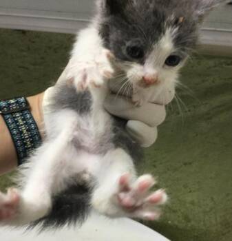 NANO -  Domestic Short Hair Cat for Adoption in Riverside, California - NANO | PetCurious