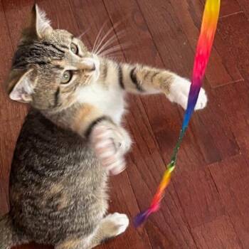 Pixie -  Domestic Short Hair Cat for Adoption in Fairfax Station, Virginia - Pixie | PetCurious