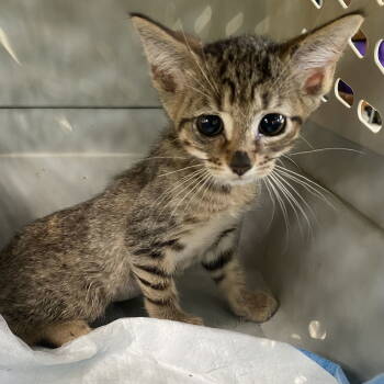 Rescue Domestic Short Hair Cats for Adoption - Haya | PetCurious