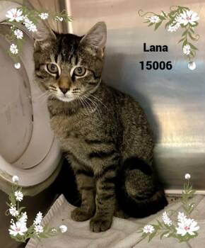 Rescue Domestic Short Hair and Tabby Cats for Adoption in Marietta, Georgia - LANA See Also ARCHER, CHAZ | PetCurious