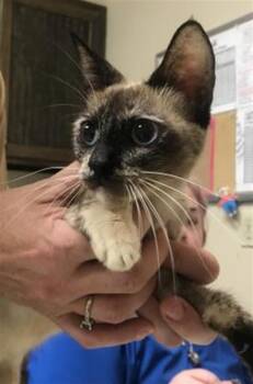 A429849 -  Domestic Short Hair Cat for Adoption in Conroe, Texas - A429849 | PetCurious