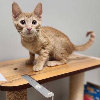 Thomas The Tom Cat -  Domestic Short Hair Cat for Adoption in Davenport, Iowa - Thomas The Tom Cat | PetCurious