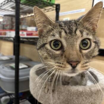 Domestic Short Hair Cats Available for Adoption in Worcester, Massachusetts - Tubby | PetCurious