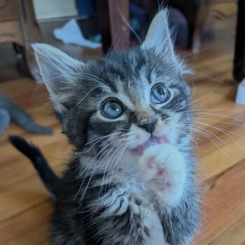 Kiva -  Domestic Medium Hair Cat for Adoption in Baltimore, Maryland - Kiva | PetCurious
