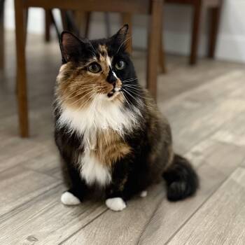 Rescue Calico Cats for Adoption in Bentonville, Arkansas - Purtty Kitty | PetCurious
