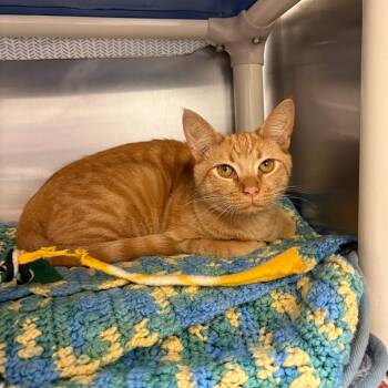 Mikan -  Domestic Short Hair Cat for Adoption in Hendersonville, North Carolina - Mikan | PetCurious
