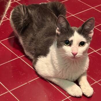 Rescue Domestic Short Hair Cats for Adoption in Los Angeles, California - Marigold | PetCurious