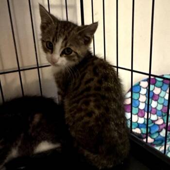 Crys -  Domestic Short Hair Cat for Adoption in Ringtown, Pennsylvania - Crys | PetCurious