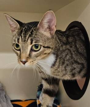 Millie -  Domestic Short Hair Cat for Adoption in Bloomington, Indiana - Millie | PetCurious