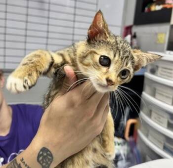 Tigerlily -  Domestic Short Hair Cat for Adoption in West Chester, Pennsylvania - Tigerlily | PetCurious
