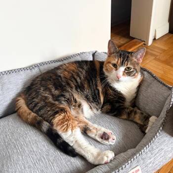 Setty Lee -  Domestic Short Hair Cat for Adoption - Setty Lee | PetCurious