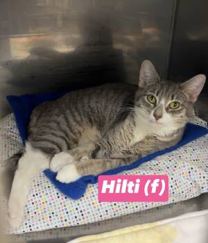 Hilti -  Domestic Short Hair and Russian Blue Cat for Adoption in Montville, New Jersey - Hilti | PetCurious