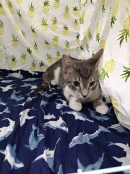 Mika -  Domestic Short Hair Cat for Adoption in Gainesville, Florida - Mika | PetCurious