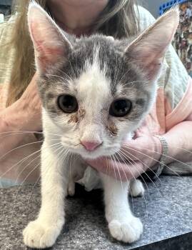 Ginger -  Domestic Short Hair Cat for Adoption in Dyersburg, Tennessee - Ginger | PetCurious