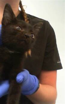 A1269405 -  Domestic Short Hair Cat for Adoption in Charlotte, North Carolina - A1269405 | PetCurious